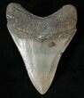 Serrated South Carolina Megalodon Tooth #15612-2